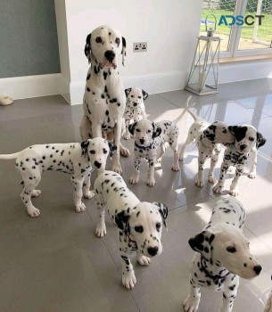 Dalmatian puppies for sale 