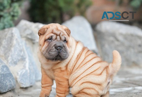 Chinese Shar-Pei puppies for sale