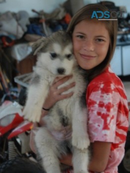 Alaskan Malamute puppies for sale