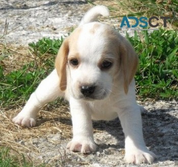 Beagle puppies for sale