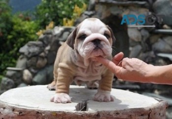 English Bulldog puppies for sale