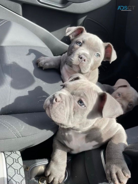 Blue Stafford Bull Terrier  Puppies