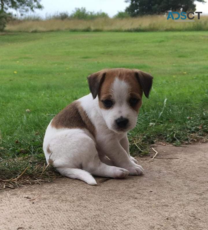 Yorkshire Puppy for Sale