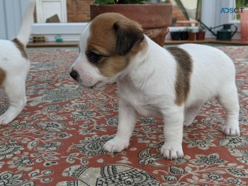 Jack Russell Terrier for sale 