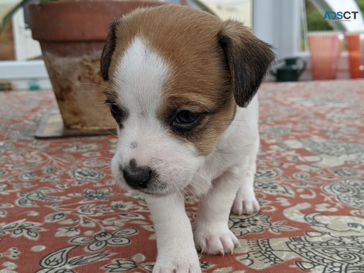 Jack Russell Terrier for sale 