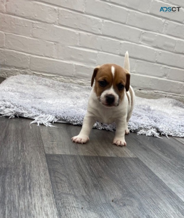 Pretty Jack Russel Pup for sale 