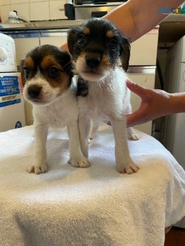 Jack Russell Terrier Pups for sale 