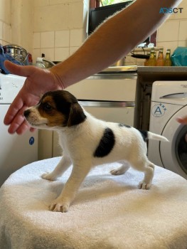 Jack Russell Terrier Pups for sale 