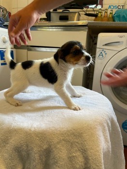 Jack Russell Terrier Pups for sale 