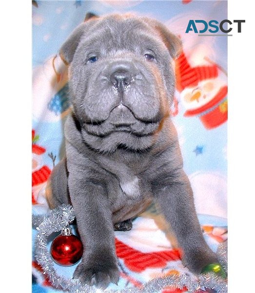 Chinese Shar-Pei puppies for sale