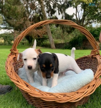 Jack Russell Terrier Pups for sale 