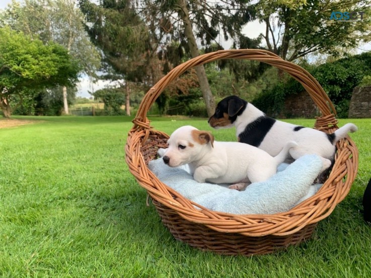 Jack Russell Terrier Pups for sale 