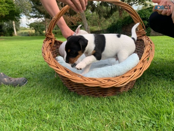 Jack Russell Terrier Pups for sale 