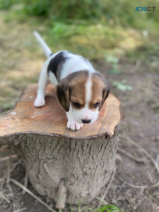 Beagle Pup for Sale