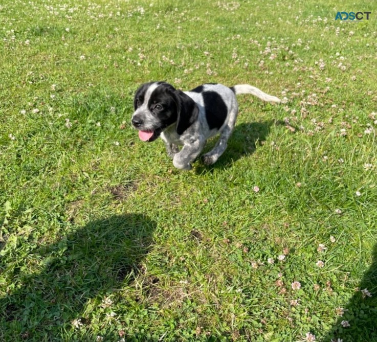 Beagle Pups for Sale