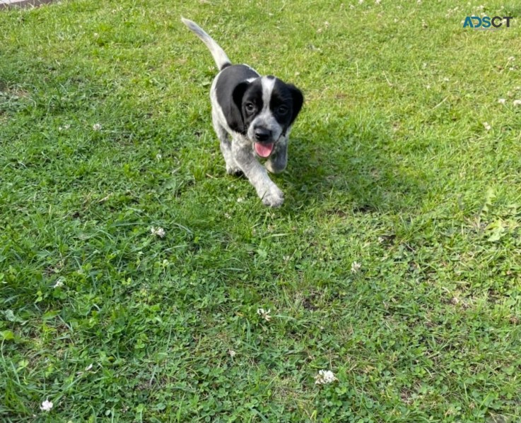 Beagle Pups for Sale