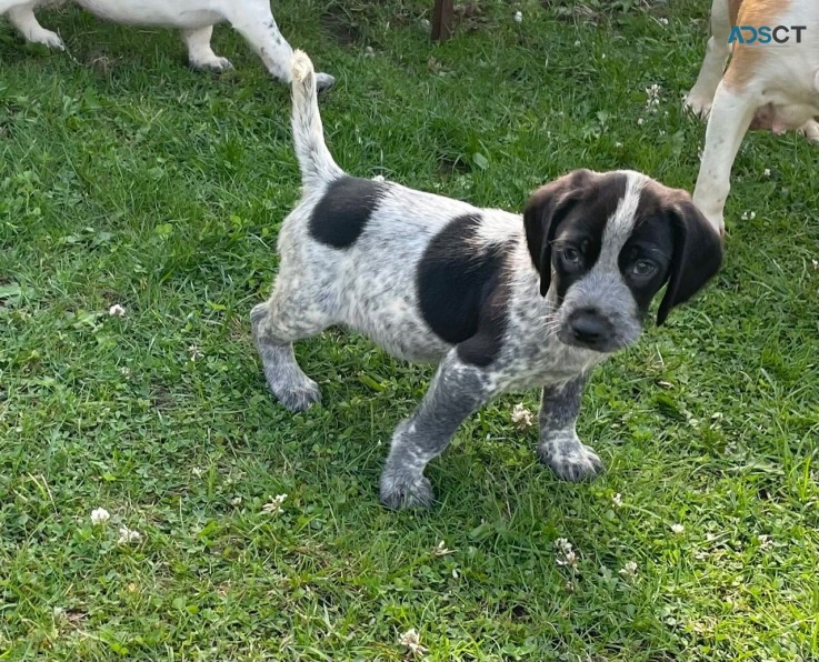 Beagle Pups for Sale