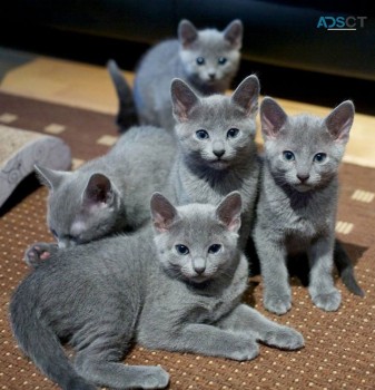 Russian blue kittens for adoption