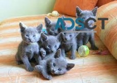 Excellent Russian blue kittens for sale.