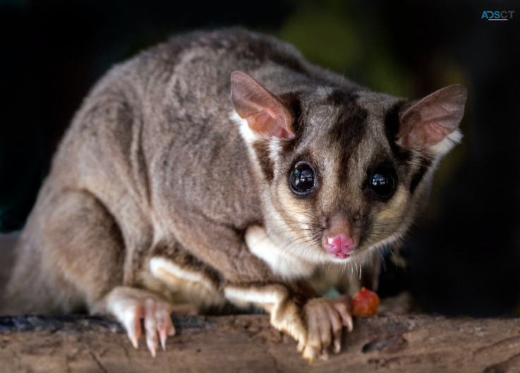 Possum Removal Canberra