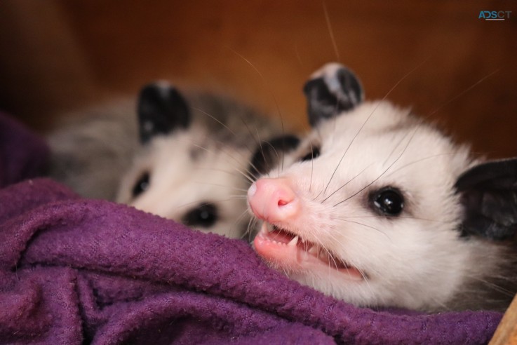 Possum Control Adelaide