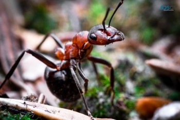 Ant Control Adelaide | Positive Pest Con