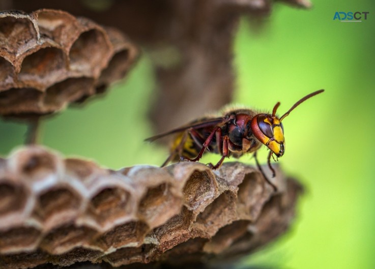 Wasp Control Canberra 