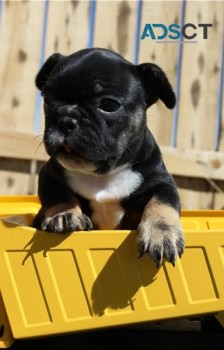 French Bulldog Puppies