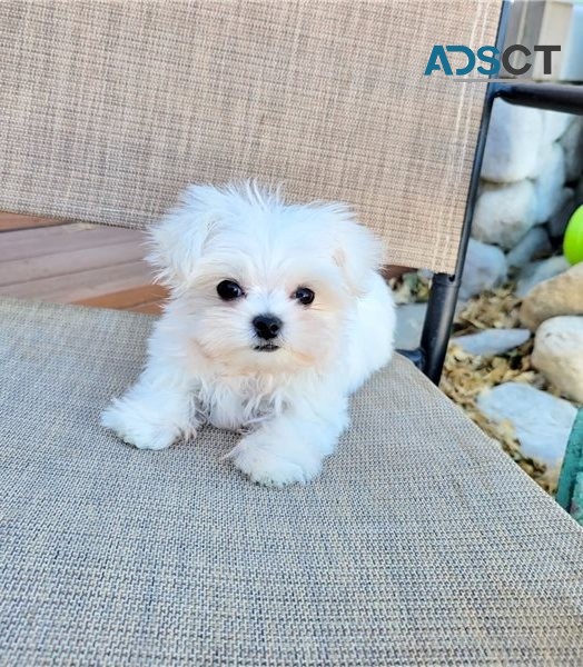 Gorgeous Maltese Puppies