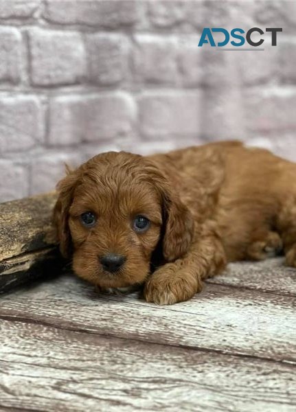 Cavapoo puppies 