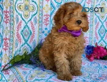 Cockapoo puppies male and female for sal