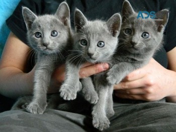 Russian Blue Kittens For Adoption