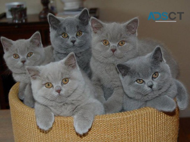 British Shorthair Kittens For Sale