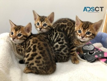 Cute Bengal kittens for sale