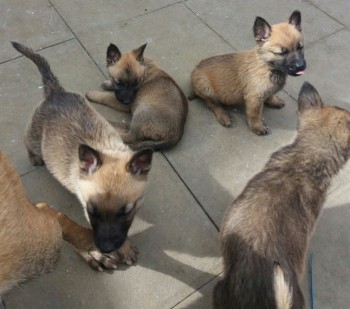 German Shepherd Puppies For Sale