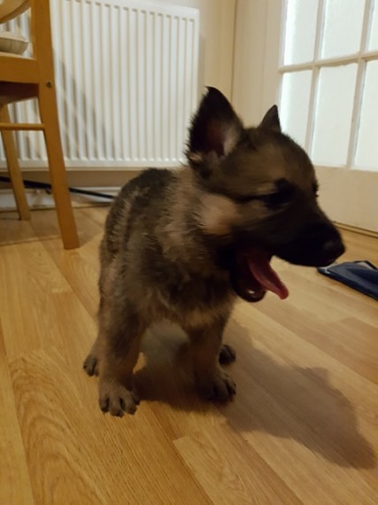 German Shepherd Puppies For Sale