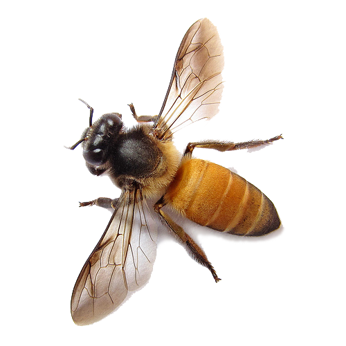 Bees pest control | Bees Pest Control melbourne | Bees Removal melbourne