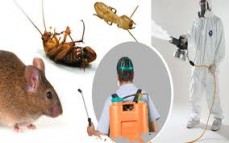 Expel cockroach pest control