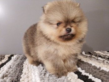 pomeranian puppies for new homes