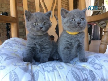 Cute British shorthair kittens for sale