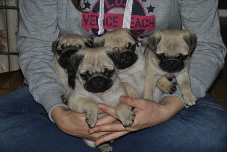 Amazing Pug  Puppies Available for sale