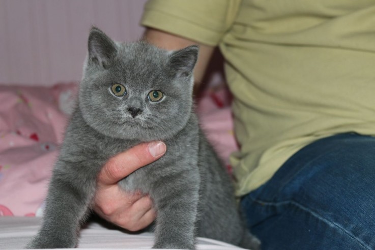 British Shorthair Kittens for sale