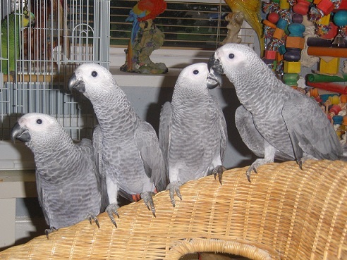 African Grey parrots for sale