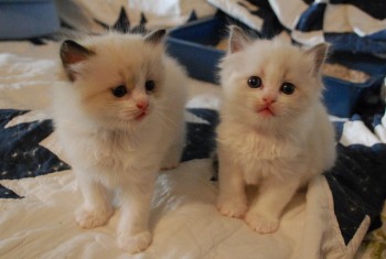 Ragdolls Kittens for sale