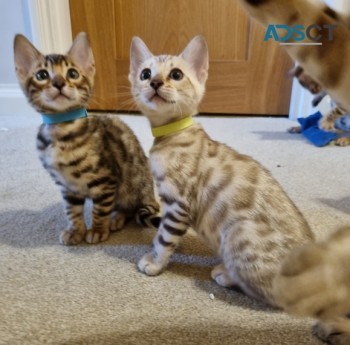 Bengal kittens available 