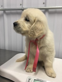 purebred golden retriever puppies 