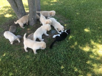 purebred golden retriever puppies 