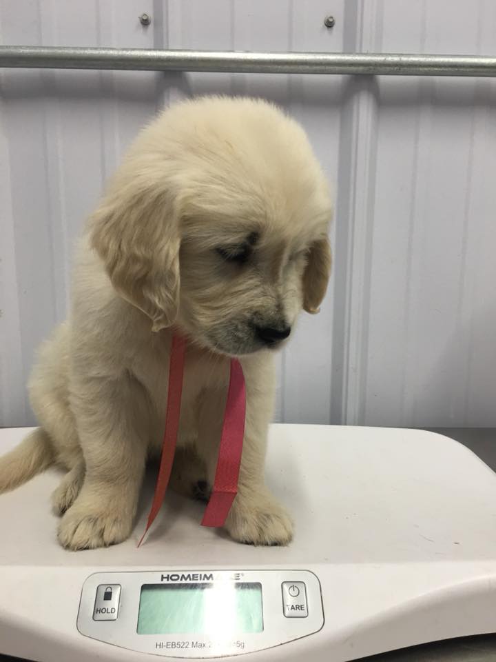 purebred golden retriever puppies 