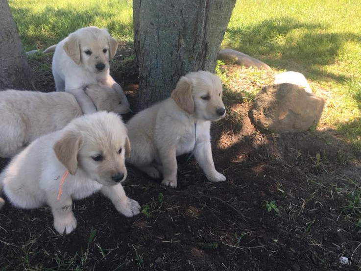 purebred golden retriever puppies 