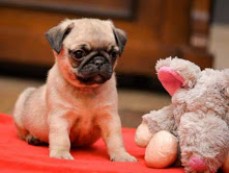 Cute Xmas Most Charming and Adorable Pug